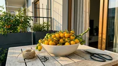 Diese 5 Tomatensorten bilden riesige Rispen – teils mit bis zu 100 Früchten